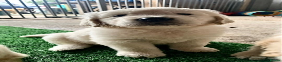 Golden Retriever Puppy 6
