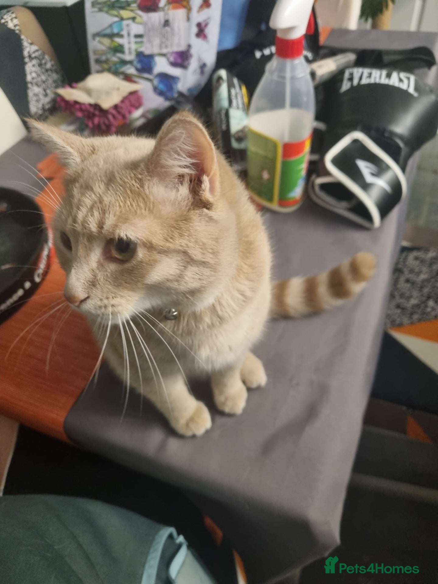 Mixed Breed cats for sale: 8 month old kitten  - Advert 8
