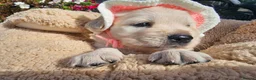 Golden Retriever dogs for sale: Outstanding Kc registered Golden Retriever puppies - Advert 16