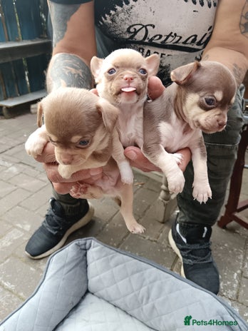 Chihuahua dogs for sale in Derby - Advert 3
