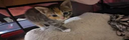 Mixed Breed cats for sale: 🐱 3 Beautiful Friendly Tabby Kittens in Milton Keynes - Advert 27