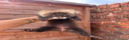 Ferret rodents for sale: 3 pedigree angora jills READY TO LEAVE - Advert 9