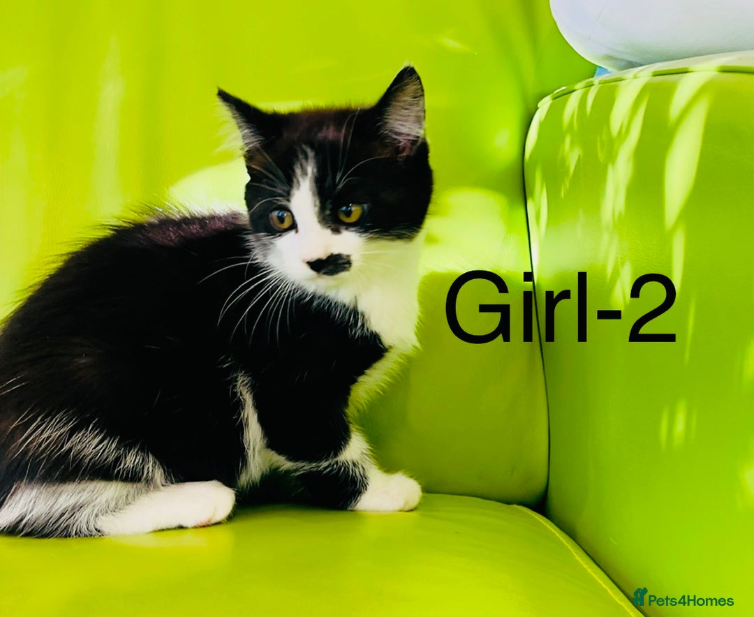 Mixed Breed cats for sale: Beautiful ,clever ,healthy village Kittens - Image 14