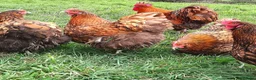 Chickens poultry for sale: POL Chickens stunning Purebreeds for sale in Callington - Advert 11