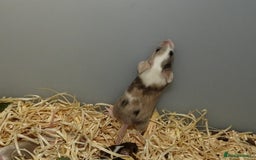 Mouse rodents for sale: Satin, long and short haired varieties  - Image 21