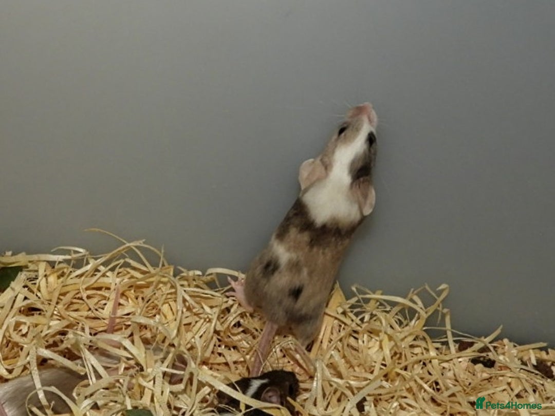Mouse rodents for sale: Satin, long and short haired varieties  - Image 21