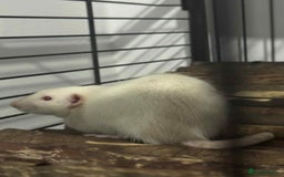 Rat rodents for sale: 3 male rats for rehoming  - Image 2
