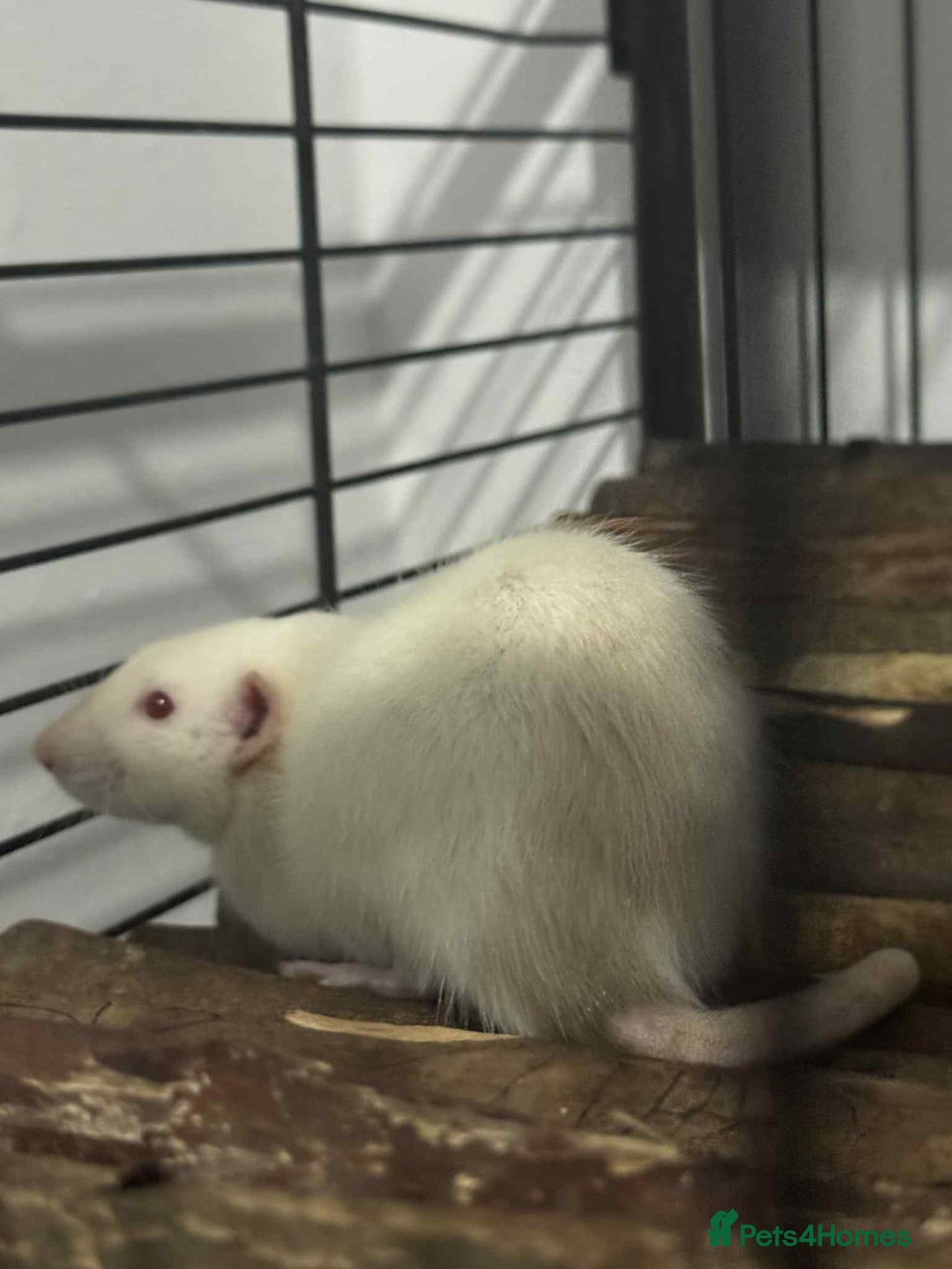 Rat rodents for sale: 3 male rats for rehoming  - Image 2
