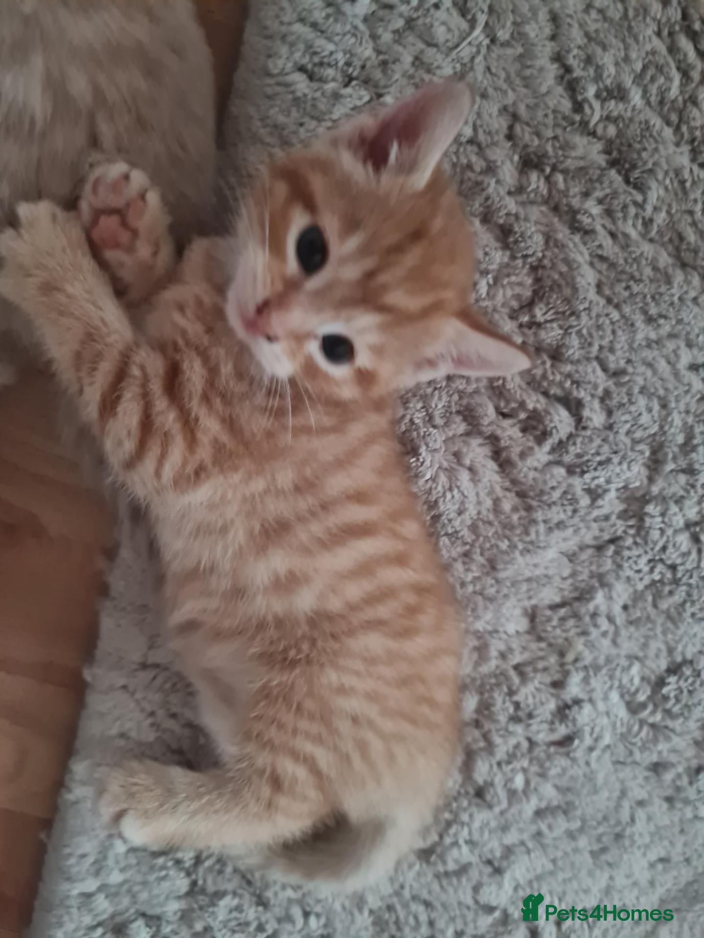 Mixed Breed cats 3 beautiful kittens - Advert 2