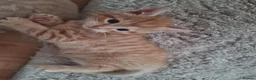 Mixed Breed cats for sale: 3 beautiful kittens - Advert 1