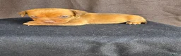 Mixed Breed dogs for sale: Springer spaniel cross - Advert 11