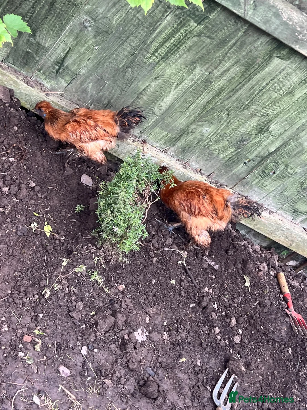 Chickens poultry for sale: Chicken in Liverpool - Advert 2