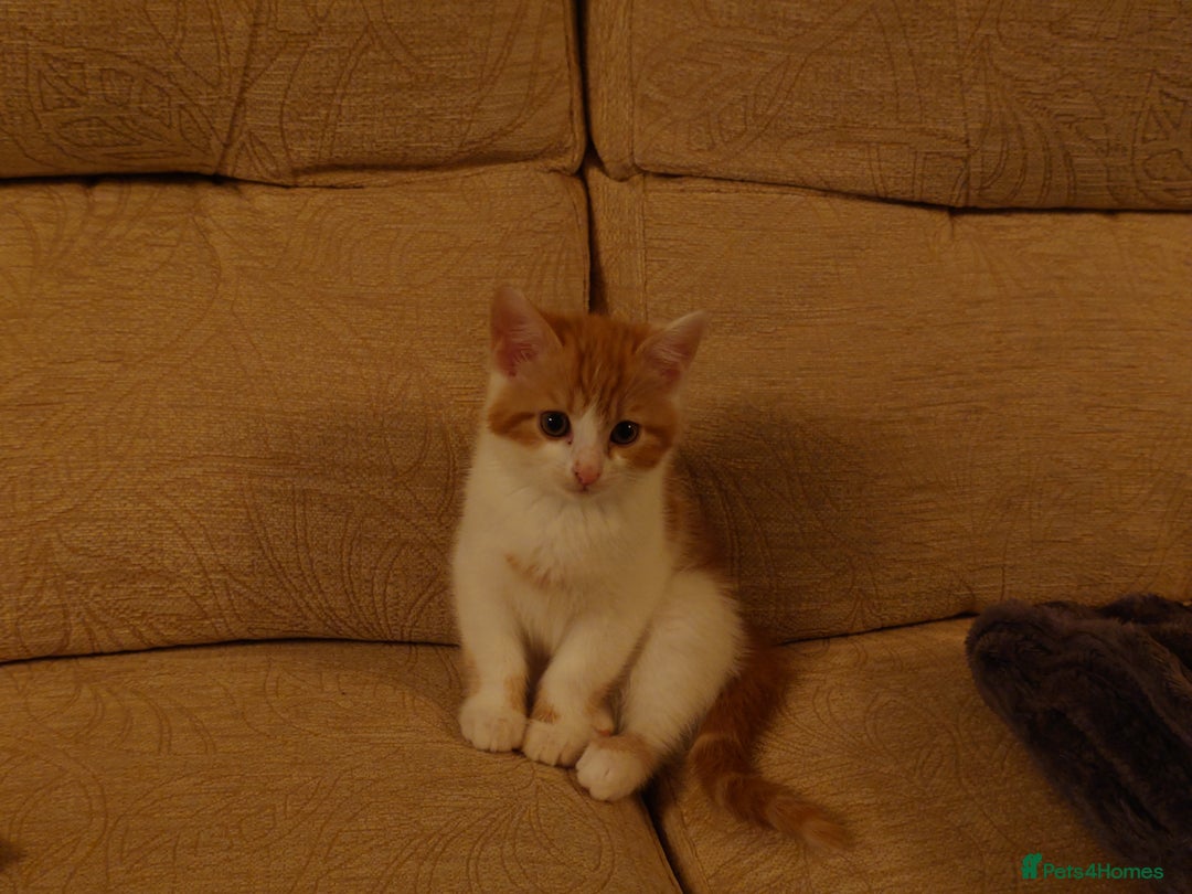 Mixed Breed cats for sale: 6 kittens of a Persian mum with Tuft ears. - Advert 5