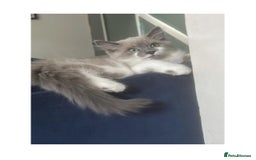 Mixed Breed cats for sale: beautiful kitten - Image 2