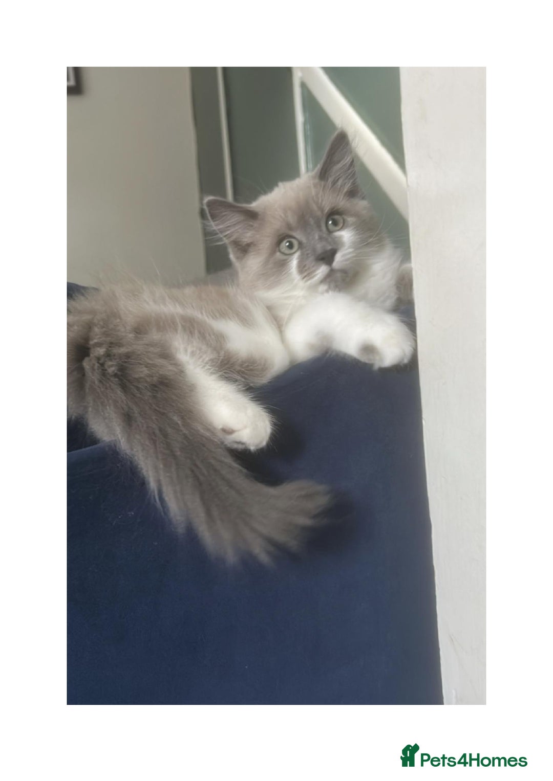 Mixed Breed cats for sale: beautiful kitten - Image 2
