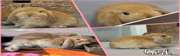 Mini Lop rabbits for sale: Baby Mini lops - indoor homes only  - Advert 3