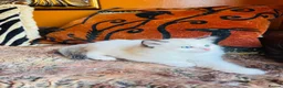 Ragdoll cats for sale: Ragdoll kittens  - Advert 33