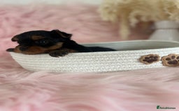 Yorkshire Terrier dogs for sale: 4 boys available  in London - Image 4