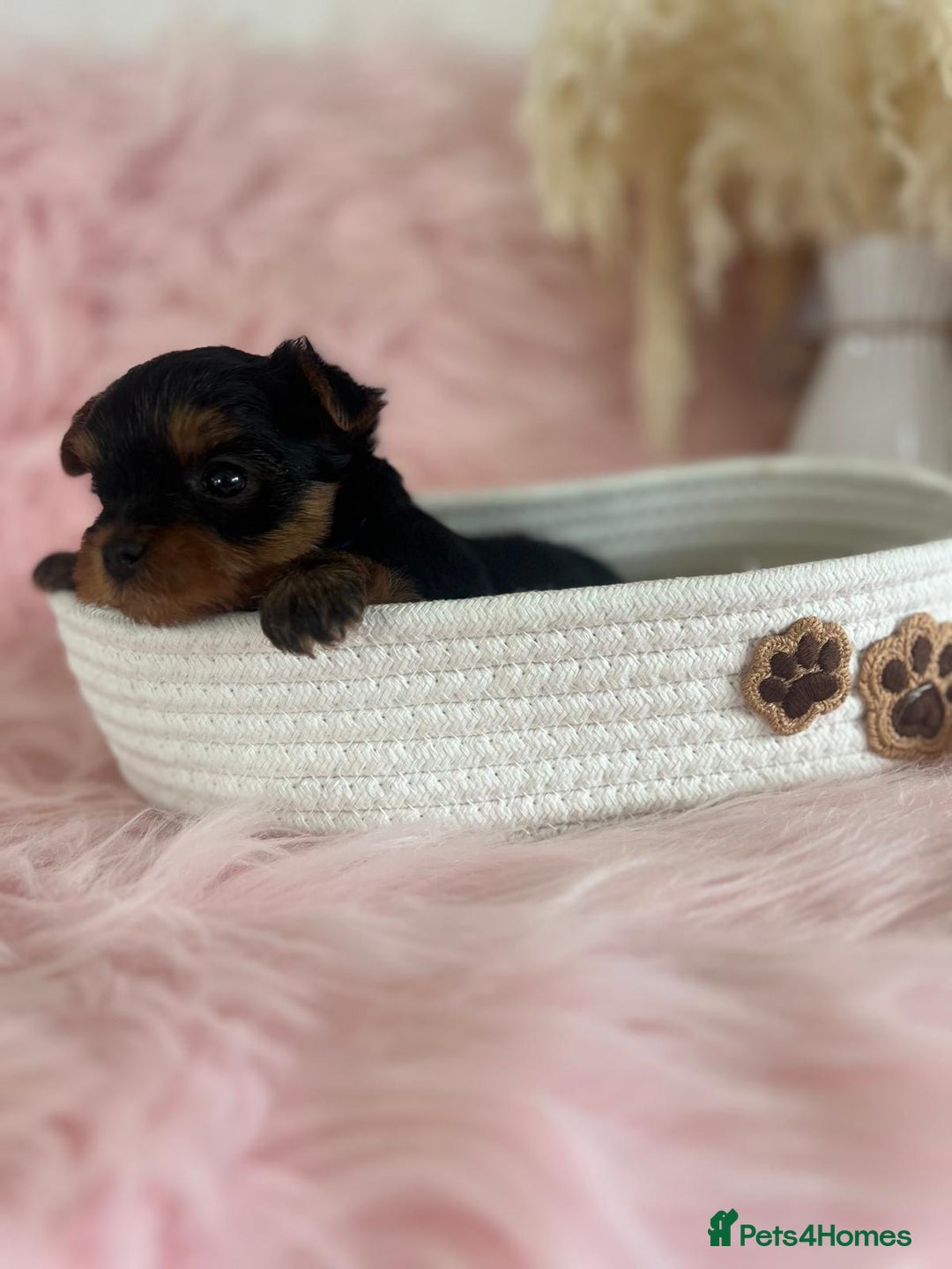 Yorkshire Terrier dogs for sale: 4 boys available  in London - Image 4