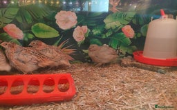 Quail poultry for sale: Mixed Japanese Courtnix Quails - Image 10