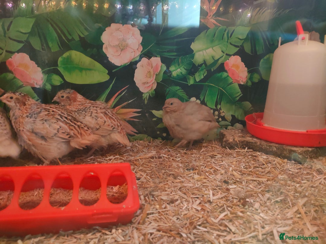 Quail poultry for sale: Mixed Japanese Courtnix Quails - Image 10