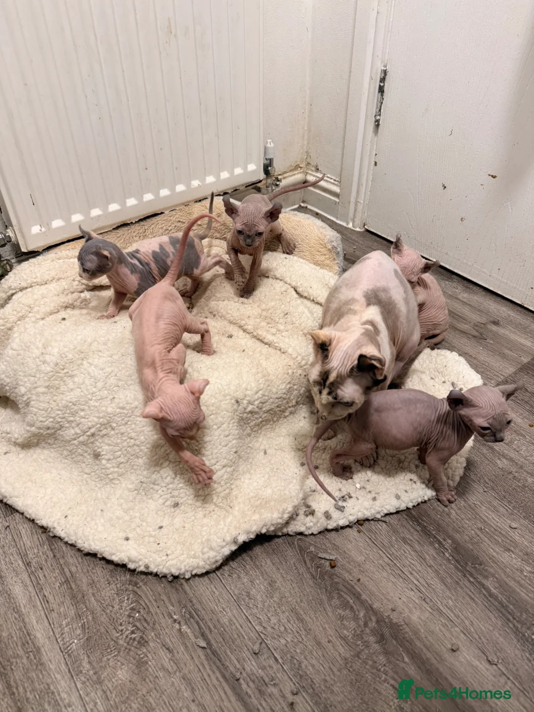 Sphynx cats for sale: Six gorgeous sphinx for sale  - Advert 7