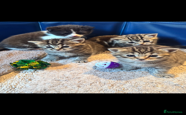 Mixed Breed cats - Advert 6