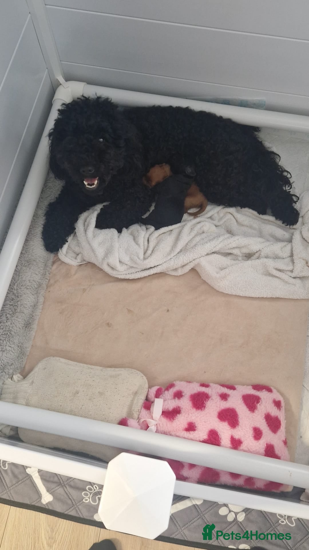 Cockapoo dogs for sale: 1 Beautiful Fox Red Boy Cockapoo Left  - Advert 1