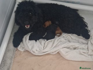 Cockapoo dogs 1 Beautiful Fox Red Boy Cockapoo Left - Advert 1