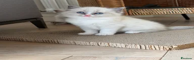 Ragdoll Kitten 3💙
