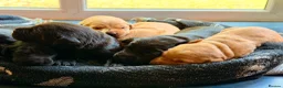Labrador Retriever dogs for sale: Labrador Retriever, Red Fox, Black KC Registered - Advert 10