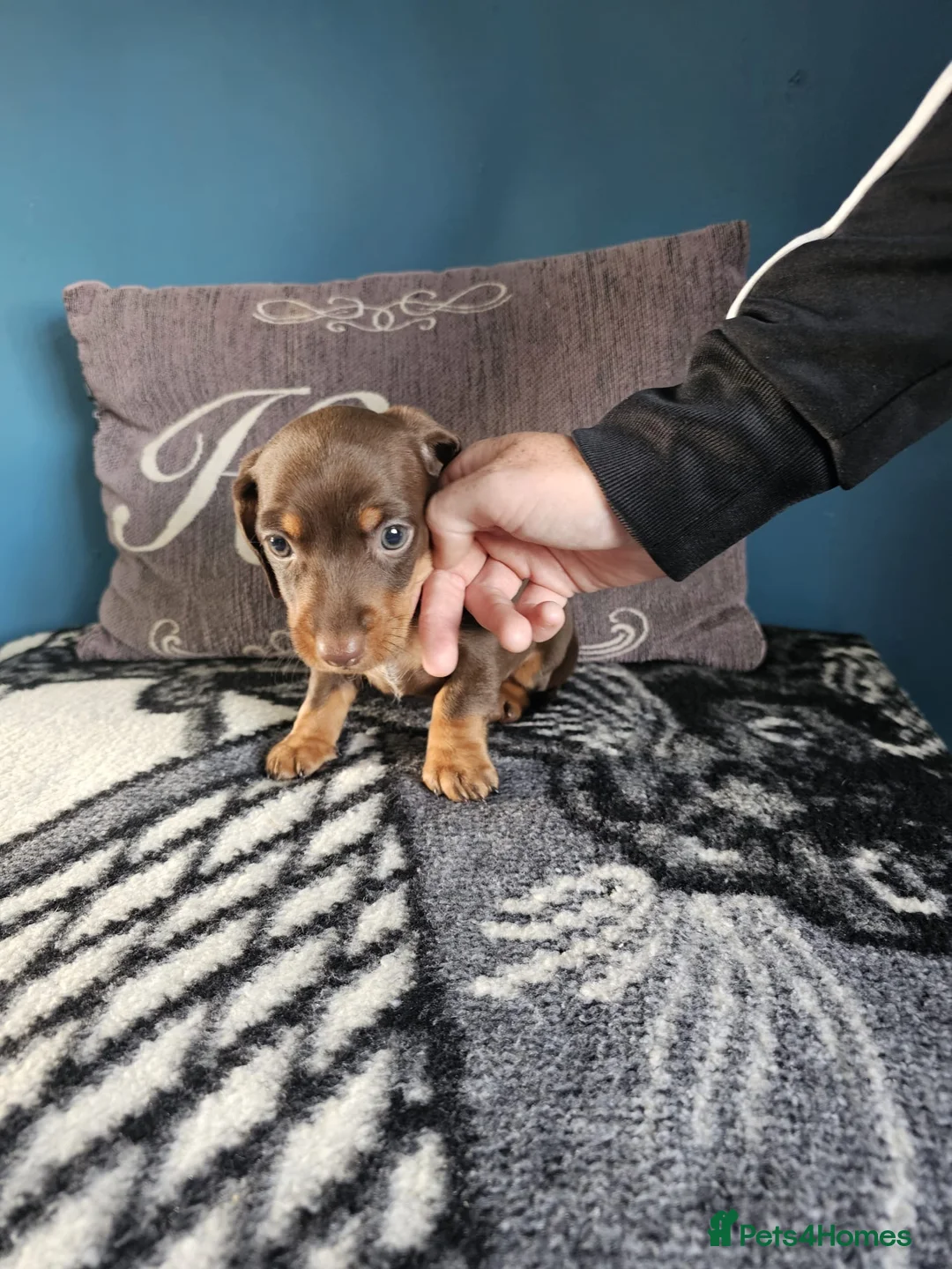 Miniature Dachshund dogs for sale: lovely playful puppys for sale  - Advert 2