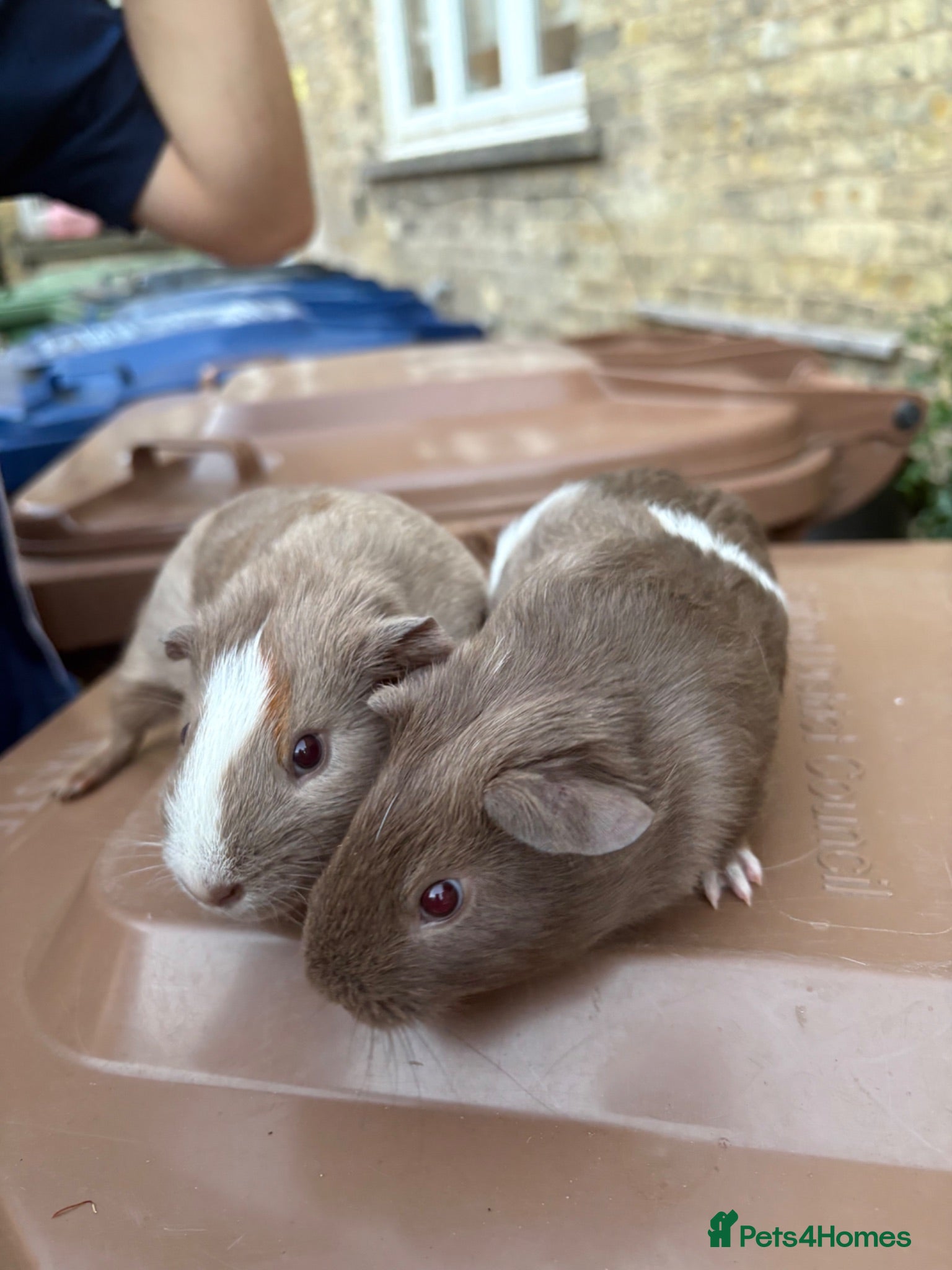 Guinea Pig rodents Guinea pigs ready now  - Advert 18