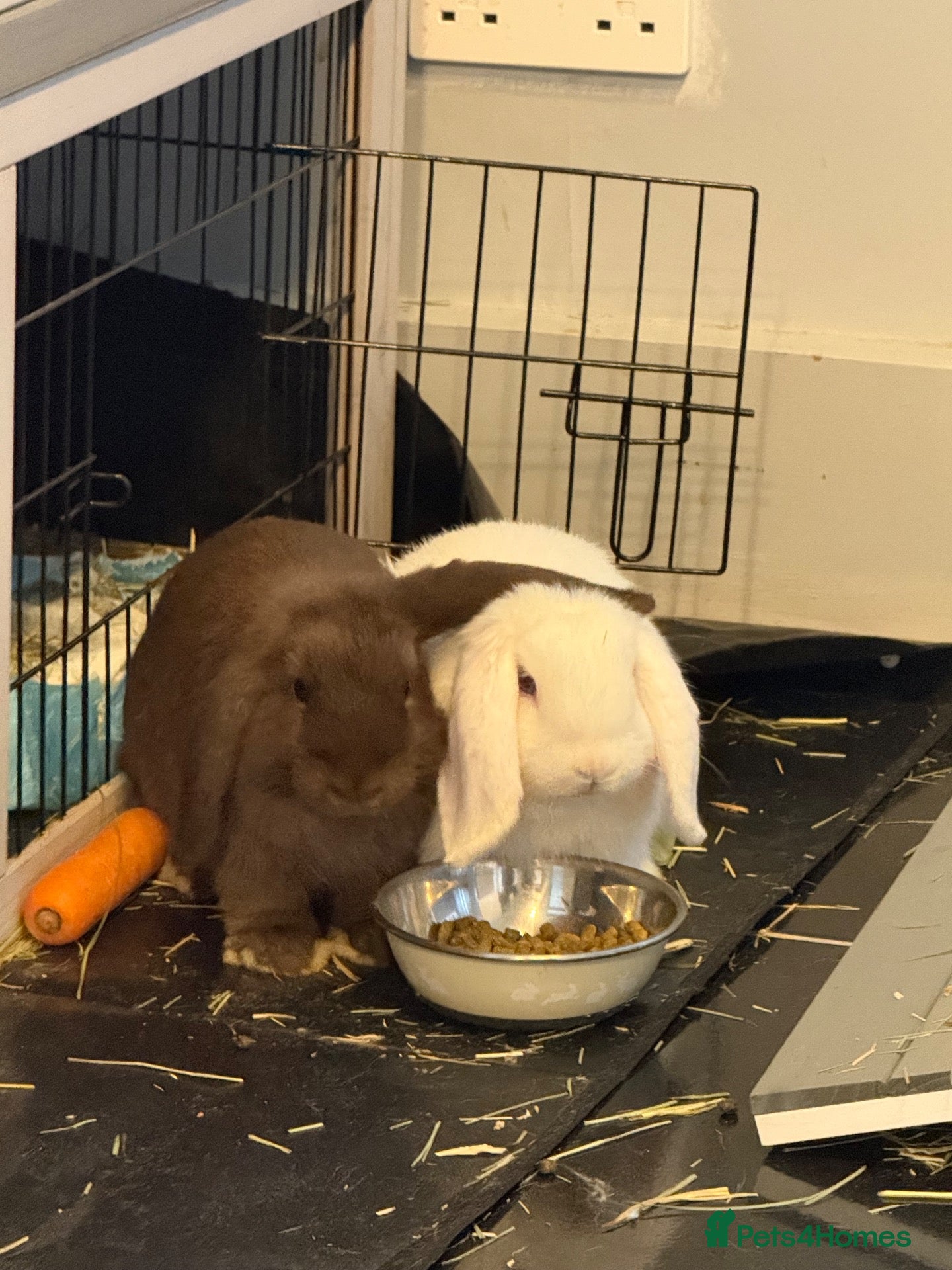 Mini Lop rabbits 2 x mini lop  - Advert 2