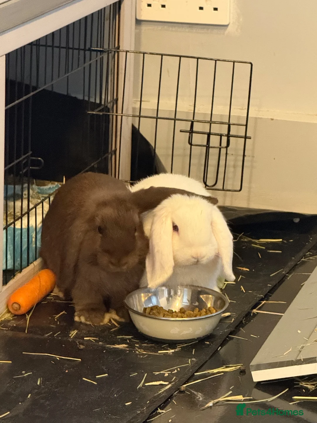 Mini Lop rabbits for sale: 2 x mini lop  - Advert 1