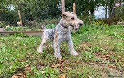 Fox Terrier dogs for sale: Fox Terrier puppies for sale - 07704995261 - Image 26