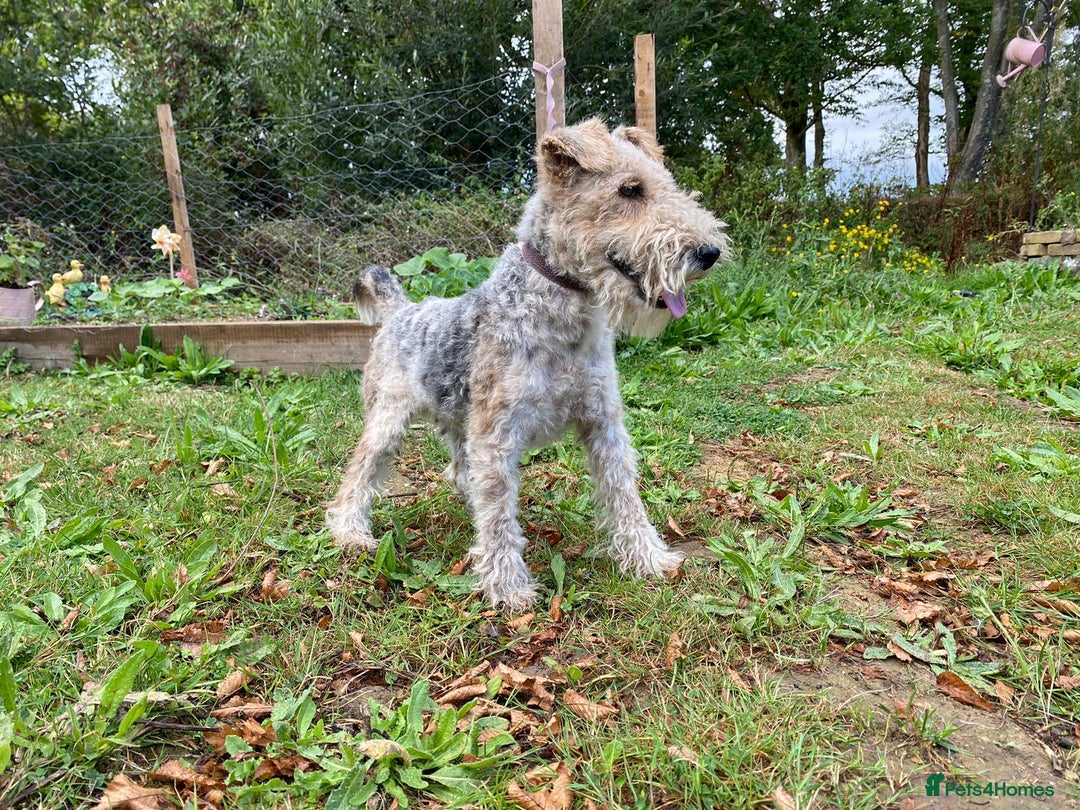 Fox Terrier dogs for sale: Fox Terrier puppies for sale - 07704995261 - Image 26