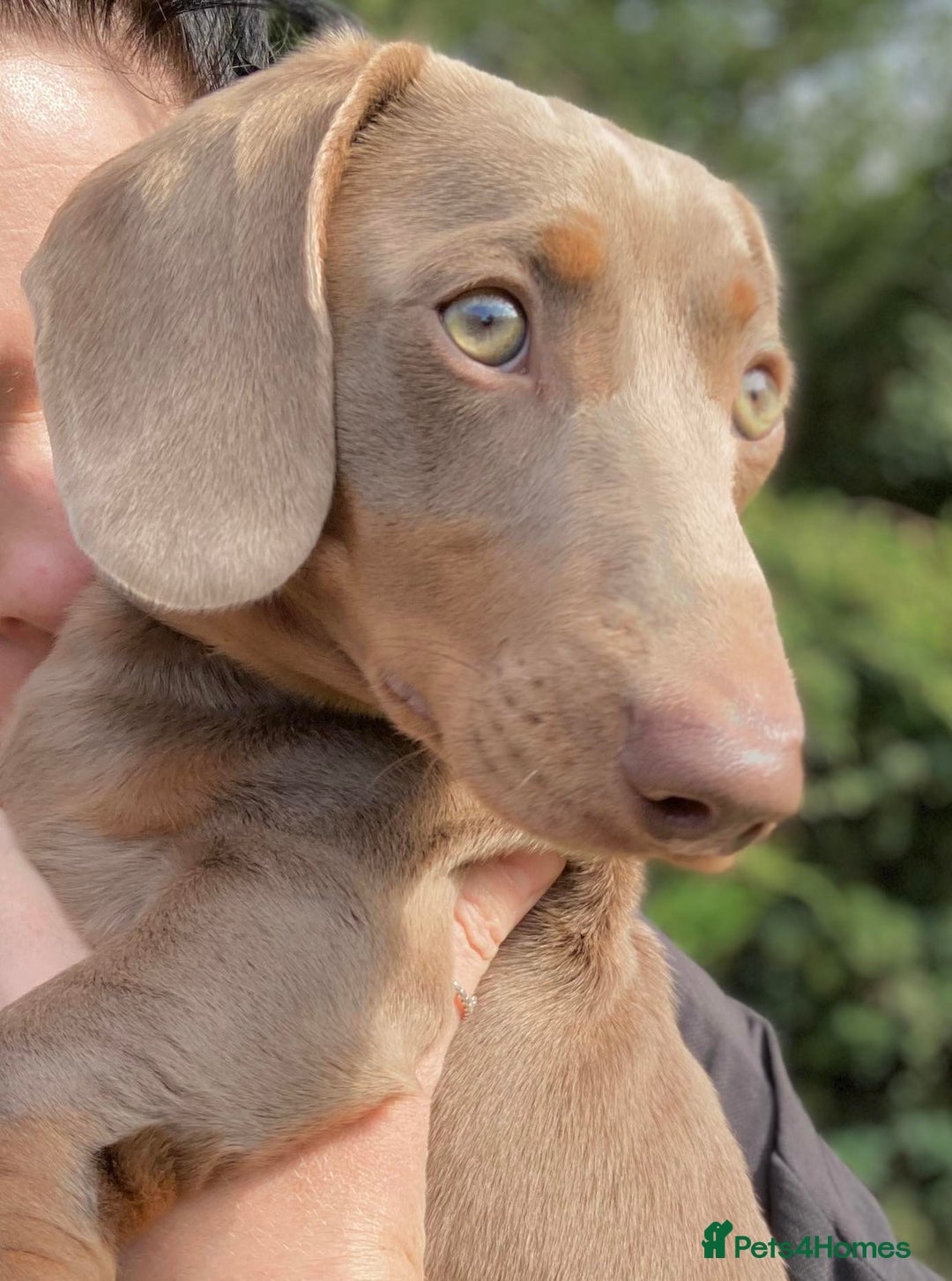 Miniature Dachshund dogs for stud: ⭐️KC ISABELLA L/l1 PRA DM & OI CLEAR COI0.0% STUD  in Gunnislake - Advert 4