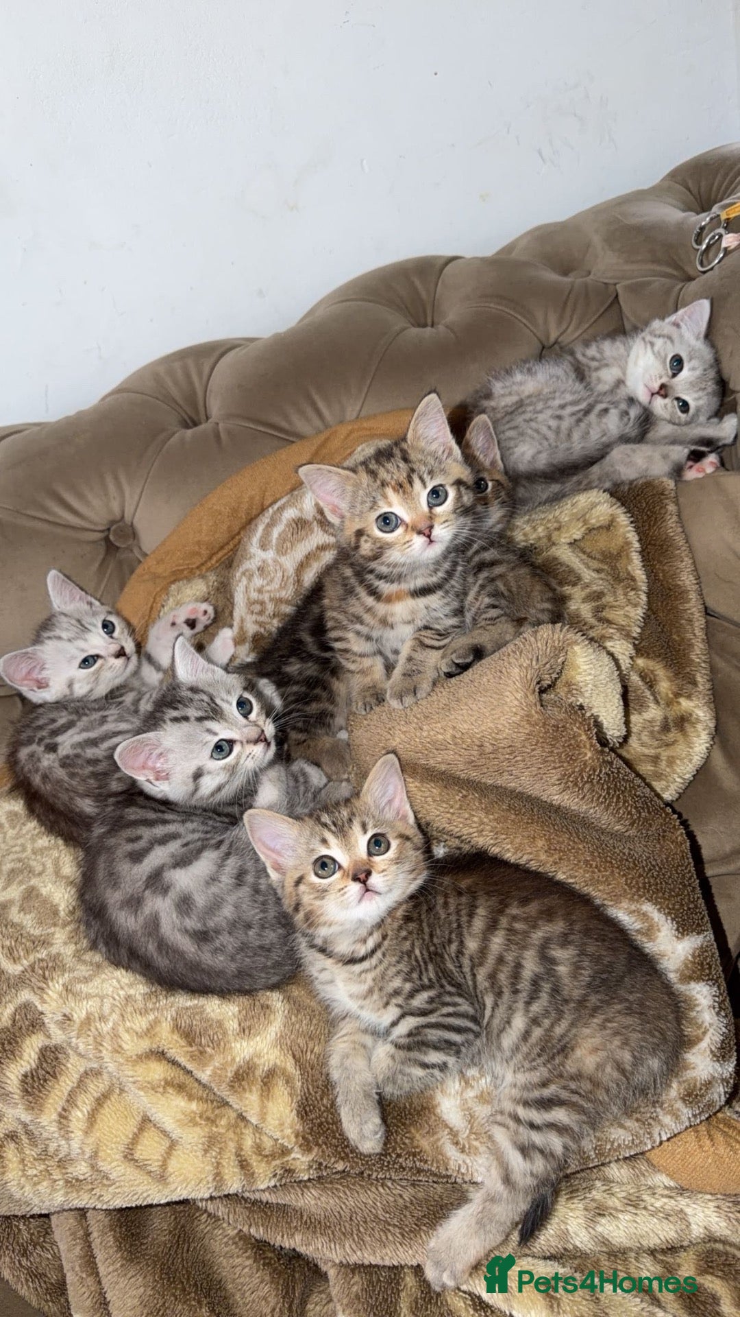 Persian cats  Beautiful Kittens Looking for Their Forever Homes - Advert 1