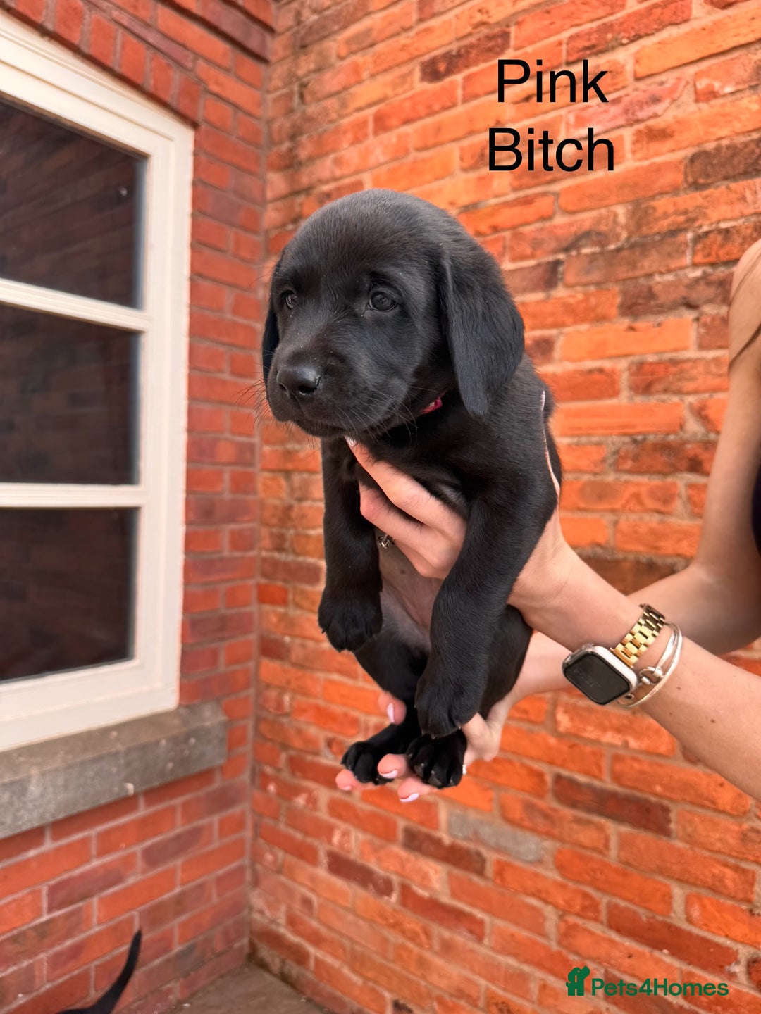 Labrador Retriever dogs for sale: 6 x Beautiful Black Labrador Puppies for sale. - Image 4
