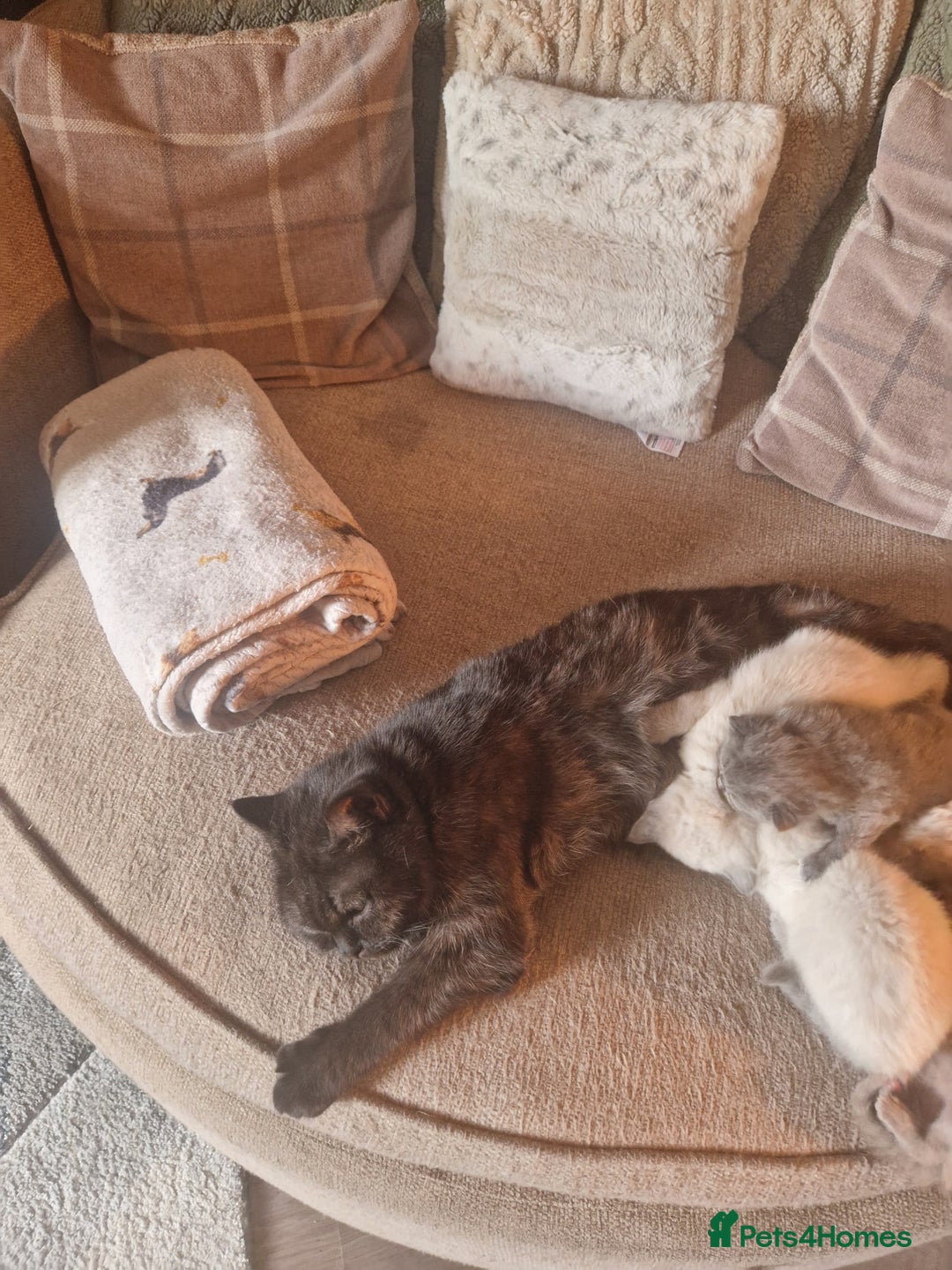 British Shorthair cats for sale: Beutiful British shorthair kittens  - Image 1