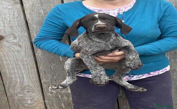 German Wirehaired Pointer dogs - Advert 1