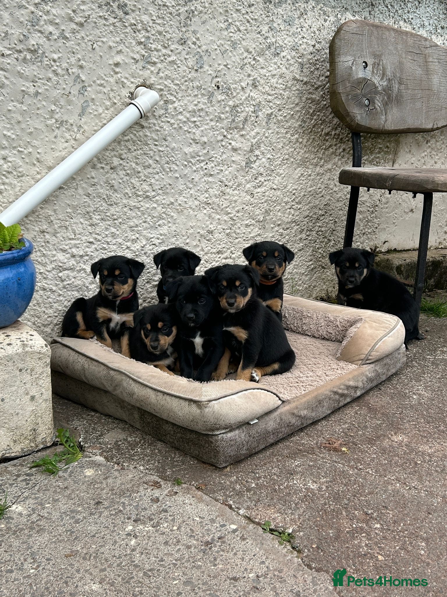 Mixed Breed dogs Australian Kelpie x Collie Pups - Advert 1