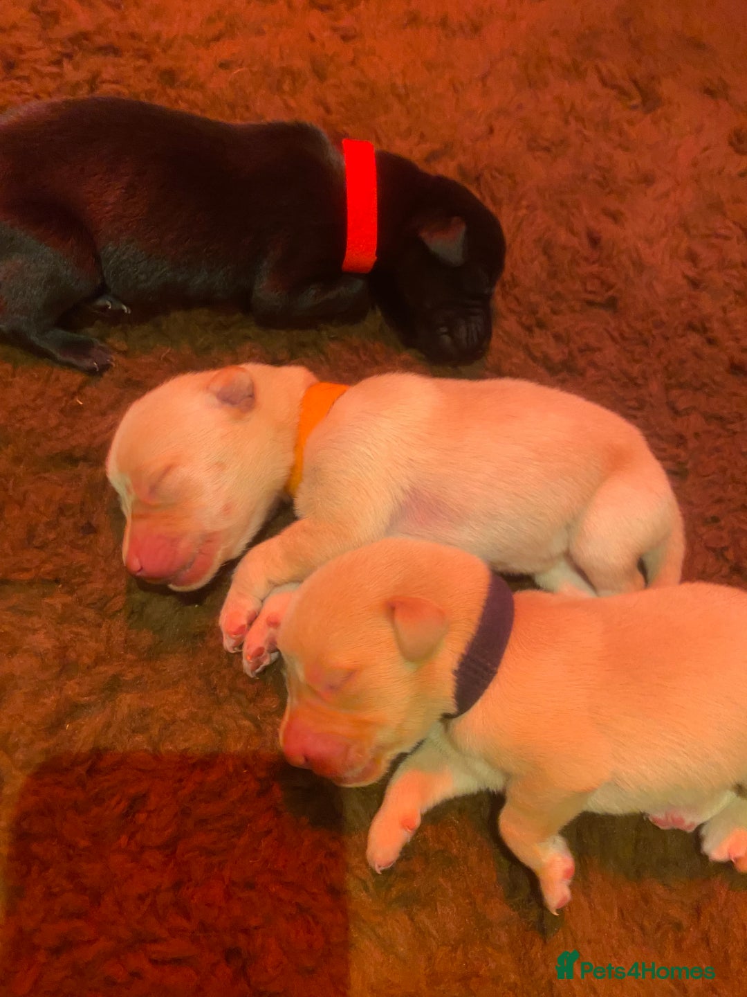Labrador Retriever dogs for sale: KC registered Labrador puppies - Advert 3