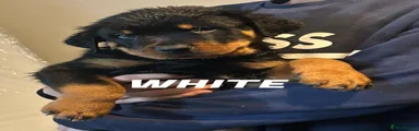 Rottweiler 5