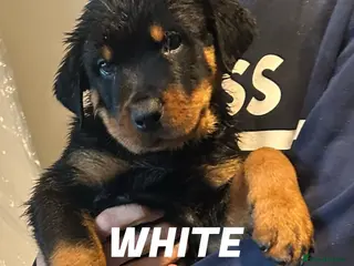 Rottweiler dogs 9 CHUNKY ROTTWEILER PUPPIES FOR SALE - Advert 3
