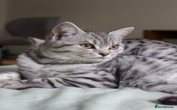 British Shorthair cats for sale: GCCF REGISTERED CHAMPION LINES SILVER SPOTTED BSH - Image 24