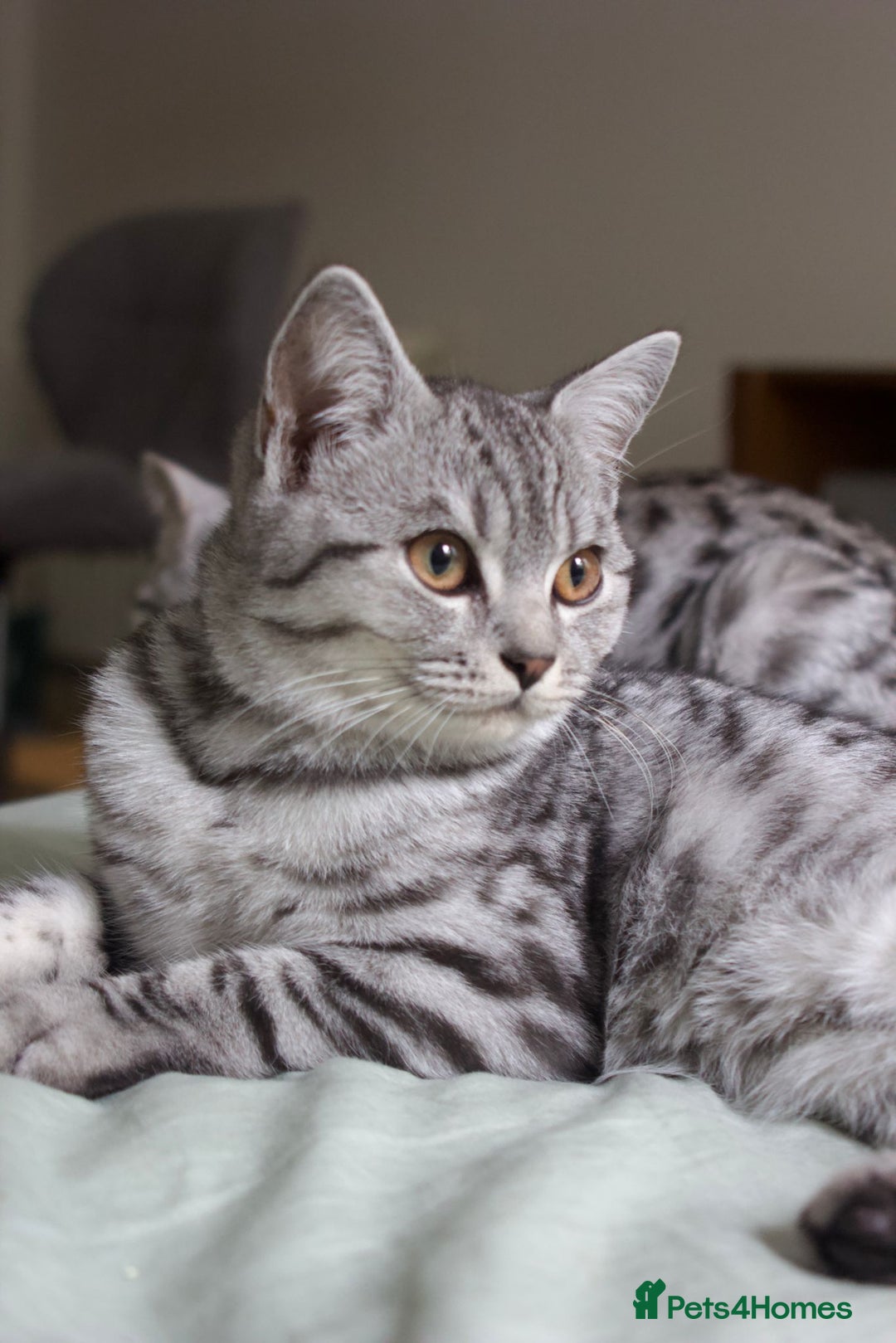 British Shorthair cats for sale: GCCF REGISTERED CHAMPION LINES SILVER SPOTTED BSH - Image 24