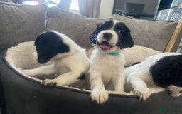 Sprocker dogs for sale: Beautiful Sprocker puppies for sale - Image 21