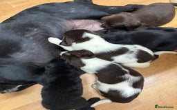 Springador dogs for sale: 9 Beautiful Springador Puppies - Image 5